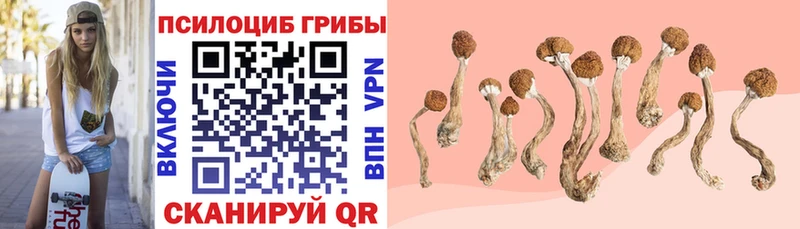 Псилоцибиновые грибы Cubensis Звенигород